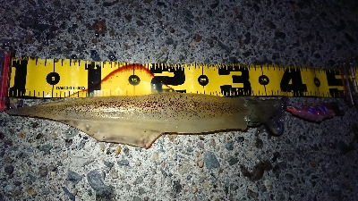 朝マズメ、ヤリイカ狙い