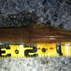 ヤリイカエギング