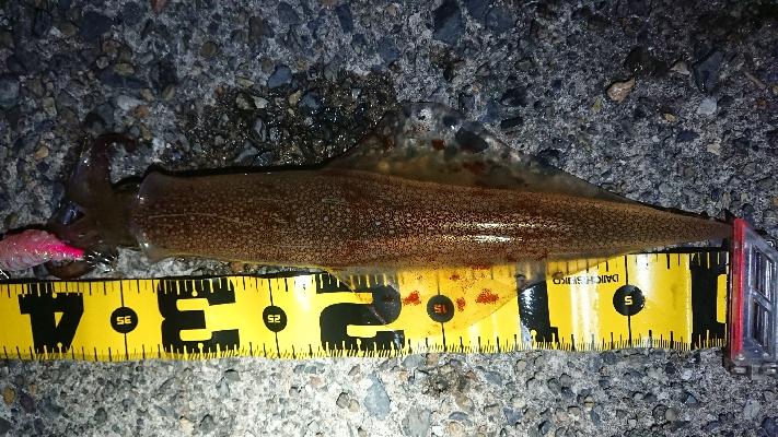 ヤリイカエギング