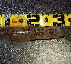 仕事終わりヤリイカ狙い