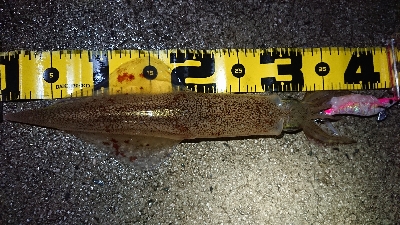 仕事終わりヤリイカ狙い