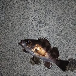 短時間のジアイ