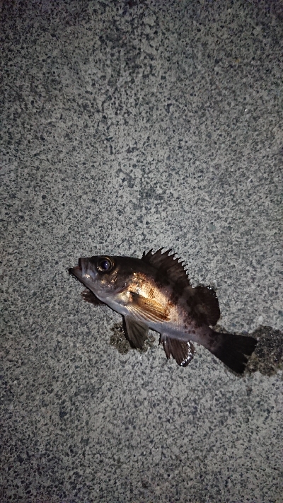 短時間のジアイ