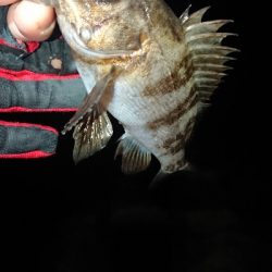 フロートゲーム