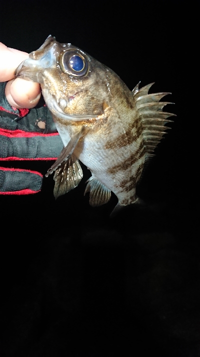 フロートゲーム