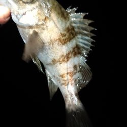 フロートゲーム