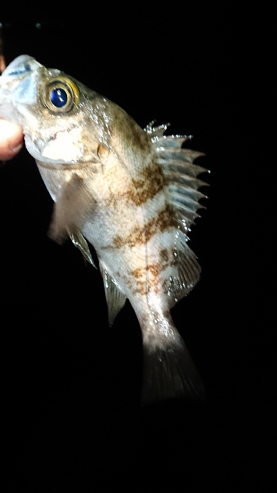 フロートゲーム