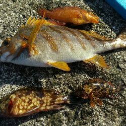 宇佐の中堤防で釣り初め