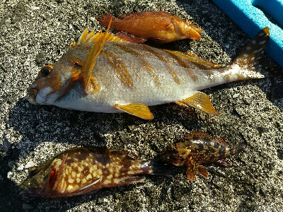 宇佐の中堤防で釣り初め