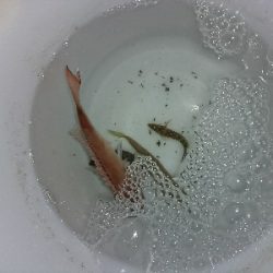 2杯目の鰌狙いでアオリ不発…温泉堪能(笑)