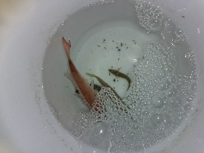 2杯目の鰌狙いでアオリ不発…温泉堪能(笑)