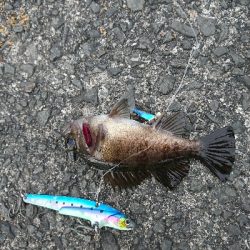 あまりエサ片手にカレイGET!