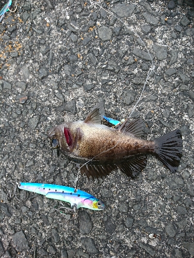 あまりエサ片手にカレイGET！