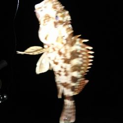 干潮、シャローはガシラばかり…