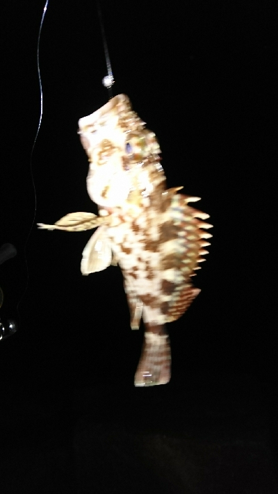 干潮、シャローはガシラばかり…