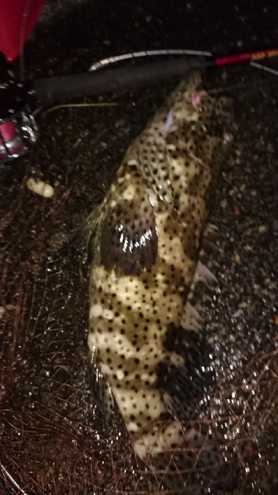 2020年クエ釣り(港)