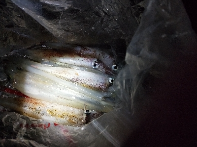 今季初ヤリイカ釣行