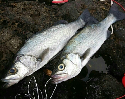 大晦日の釣り納めは、サラシのヒラスズキ