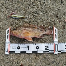 ロックフィッシュ