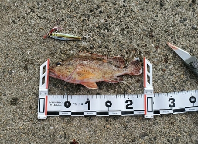 ロックフィッシュ