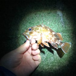 メバリング（ガシリング⁈）