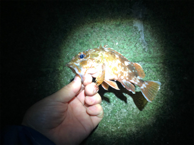 メバリング（ガシリング⁈）