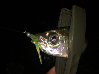 釣り納めライトゲーム