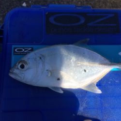 新魚種第三弾 そして釣り納め