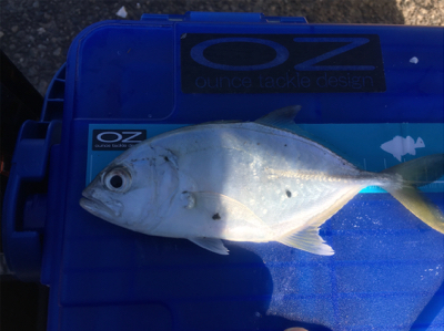 新魚種第三弾 そして釣り納め