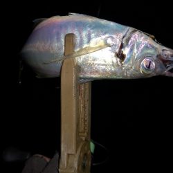 アジング練習  91