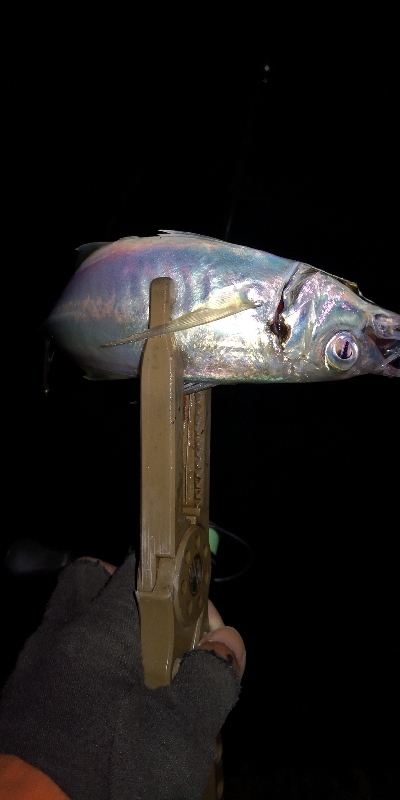 アジング練習  91