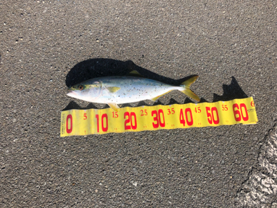 元日　釣りバカショアジギング