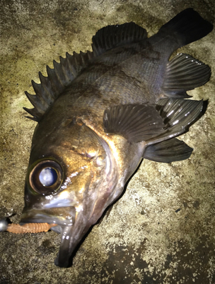 釣納めにメバル