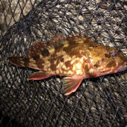 美味しいアジゲット^_^♪