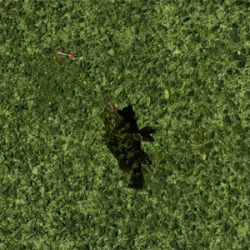 親父たちの釣行 明石編