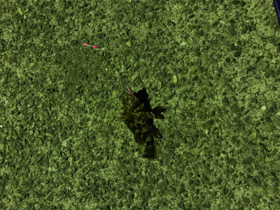 親父たちの釣行 明石編