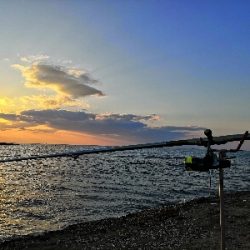 初釣りはアオリイカ