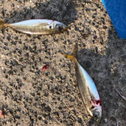 今年最初の釣り