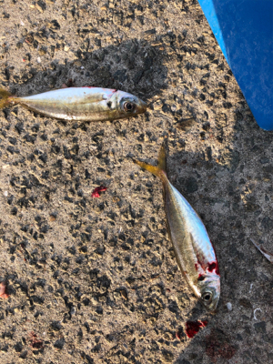今年最初の釣り
