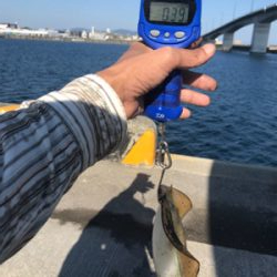 鹿児島帰省でアオリイカ  GET!