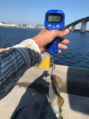 鹿児島帰省でアオリイカ  GET!