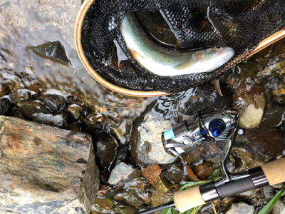 ネイティブトラウト