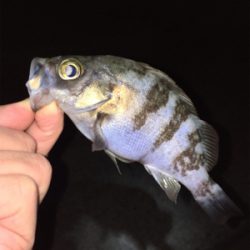 初釣りメバリング