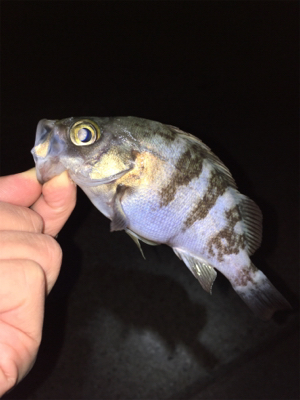 初釣りメバリング