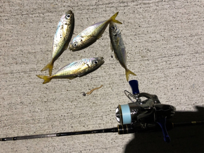 新年　アジング