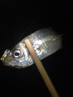 垂水漁港でアジング