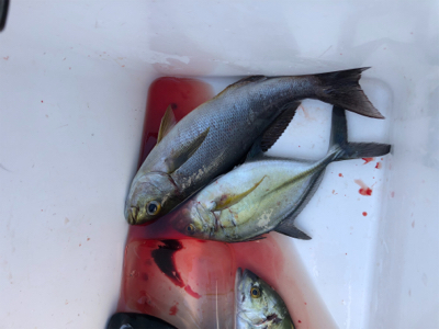 室戸離岸堤にてフカセ