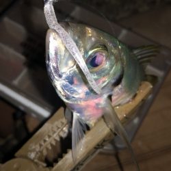 アジング練習 92