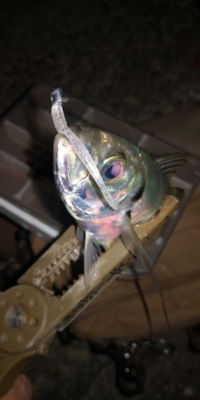 アジング練習 92