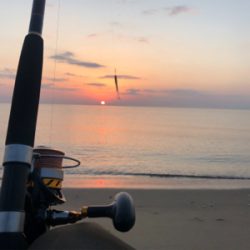 サーフ釣果(ボラだらけ)